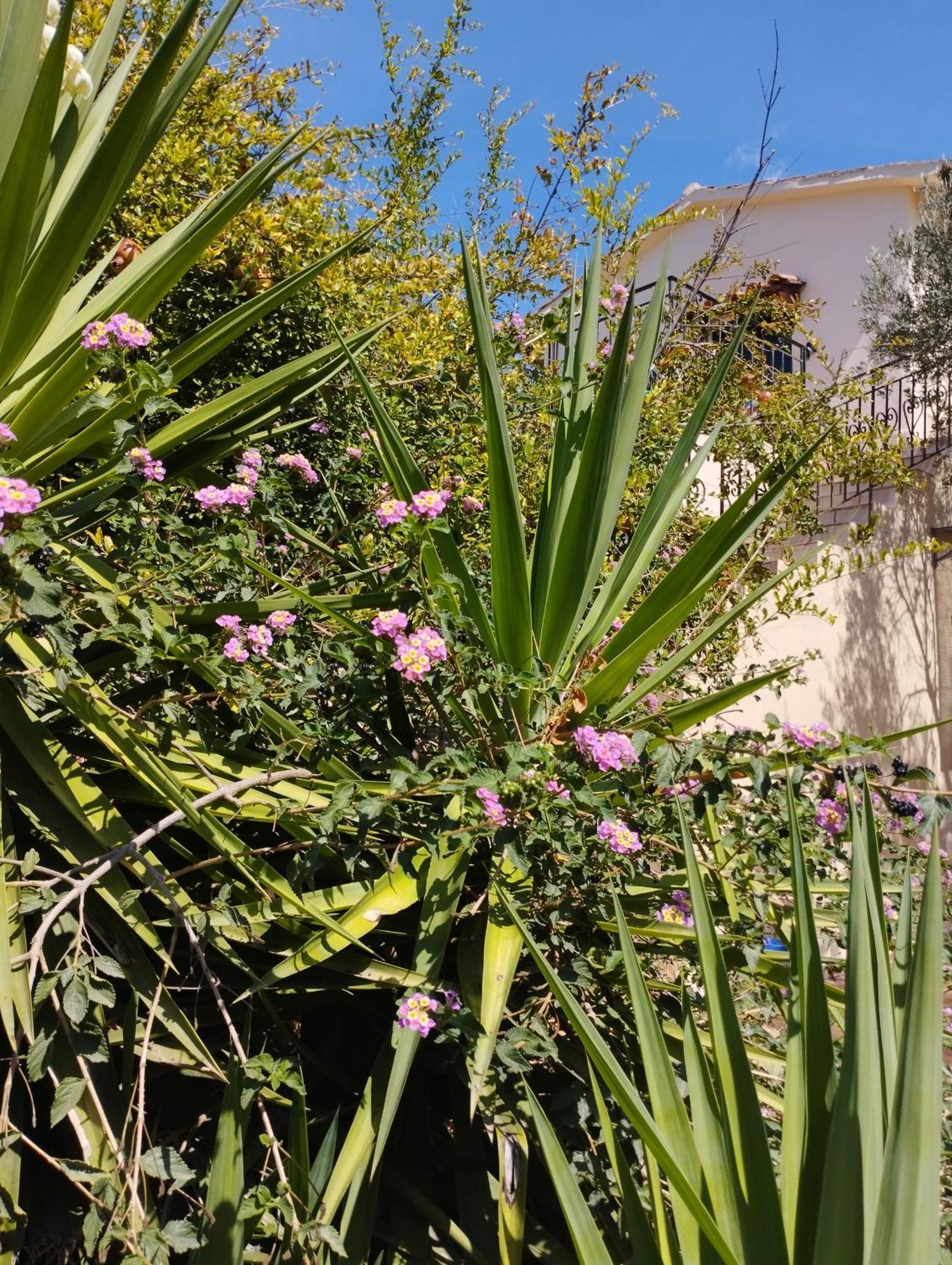 Ktima Tzamika Apartment Episkopi  Bagian luar foto